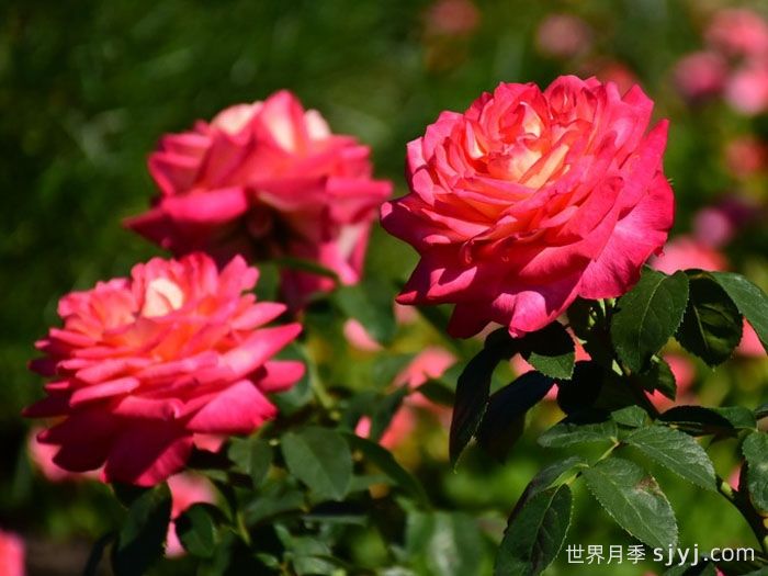 假日岛瓦胡月季Holiday Island Oahu(图3)