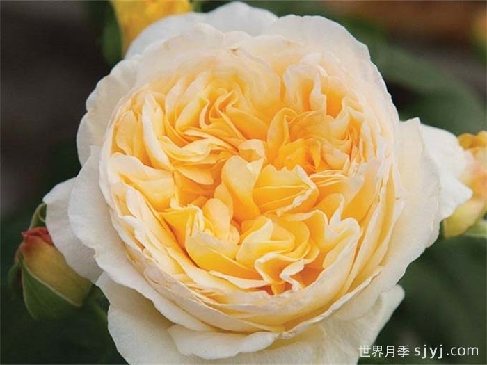 月色浪漫月季/浪漫月光月季Moonlight Romantica(图1)