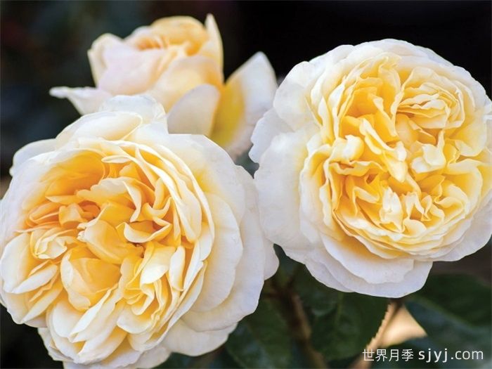 月色浪漫月季/浪漫月光月季Moonlight Romantica(图2)