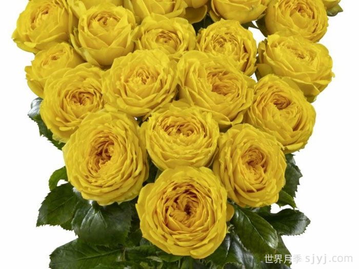 月亮潮流月季/露娜趋势Luna Trendsetter(图1)