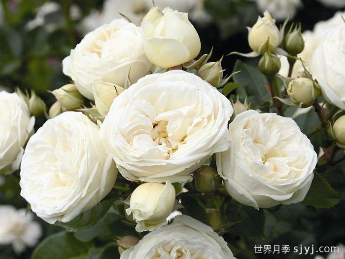 月亮女神月季/阿尔特弥斯月季Artemis(图1)