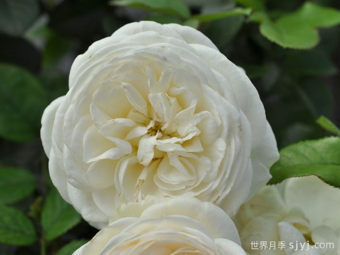 月亮女神月季/阿尔特弥斯月季Artemis(图2)