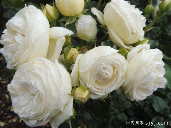 月亮女神月季/阿尔特弥斯月季Artemis(图3)