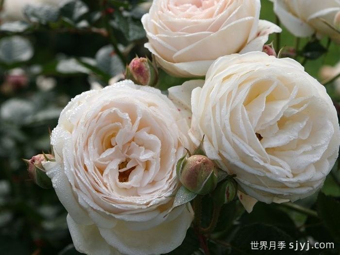 月亮女神月季/阿尔特弥斯月季Artemis(图4)