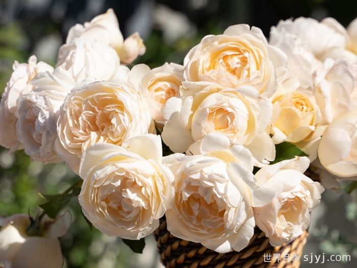 月笼沙月季(图1)