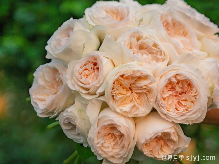 月笼沙月季(图2)