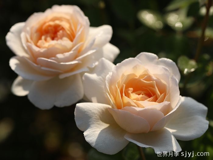 月笼沙月季(图3)