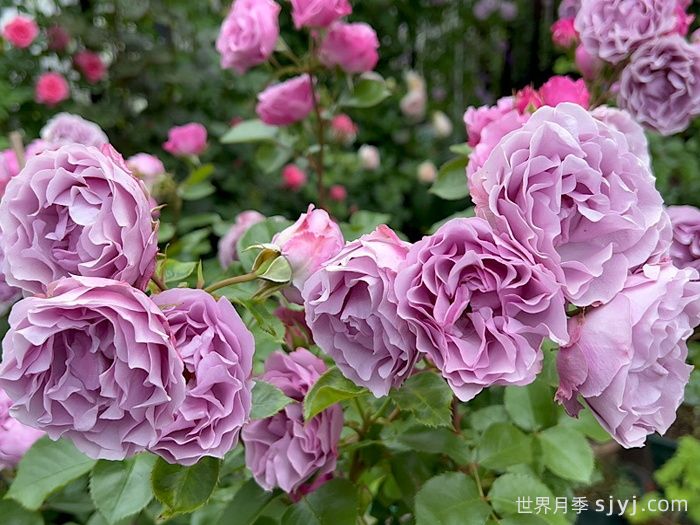 月夜光影月季Shadow of the Moon(图3)