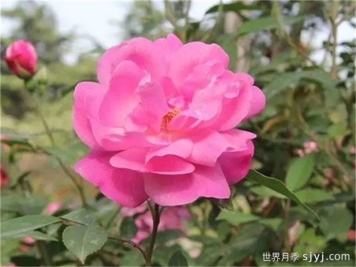 月月粉月季Old Blush(图3)