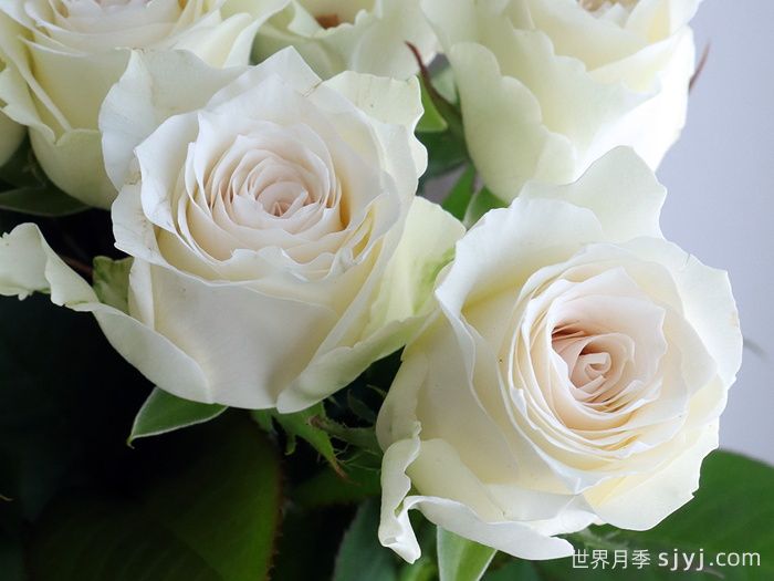 赞颂月季/大致敬Grand Homage(图1)