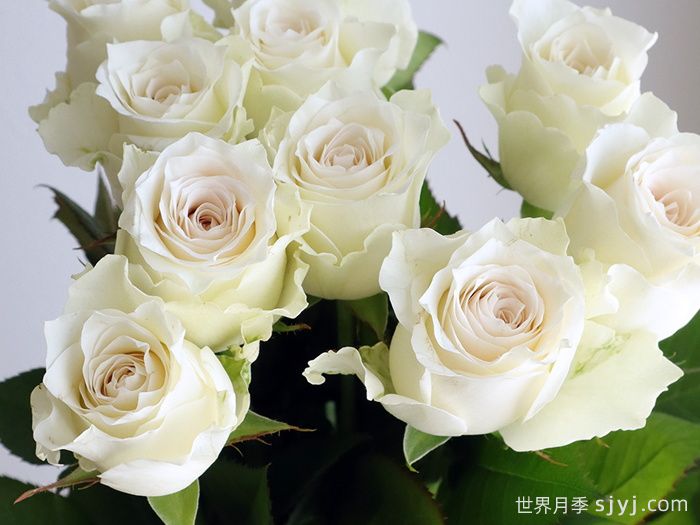 赞颂月季/大致敬Grand Homage(图2)