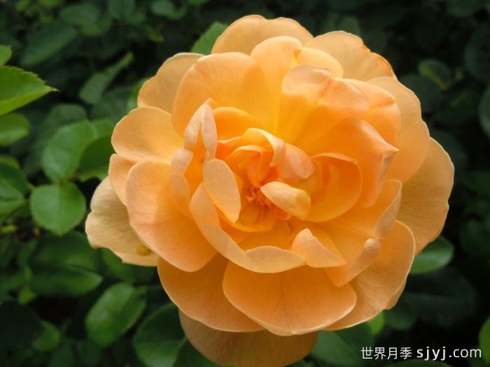 云雀高飞月季/云雀升腾The Lark Ascending(图1)