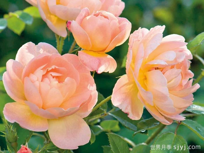 云雀高飞月季/云雀升腾The Lark Ascending(图2)