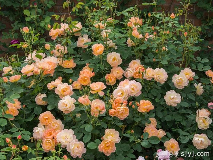 云雀高飞月季/云雀升腾The Lark Ascending(图5)