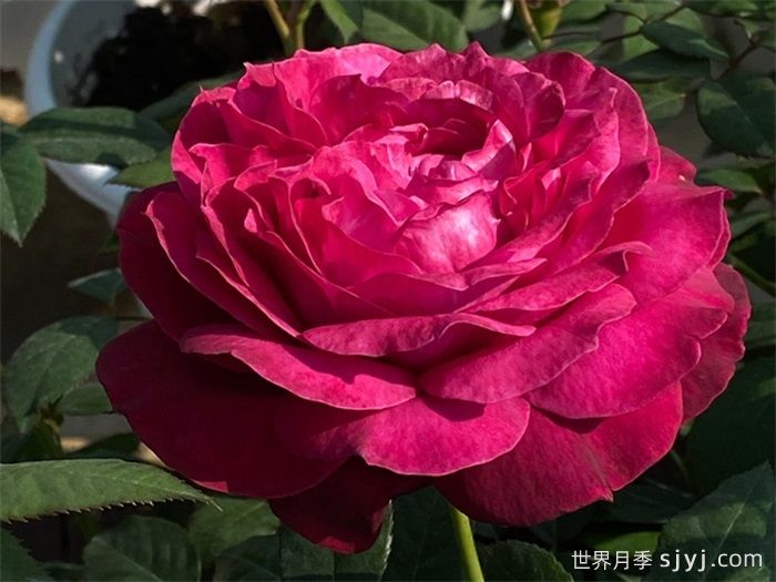 詹尼斯凯洛格月季/伊芙詹尼斯月季Janice Kellogg(图1)