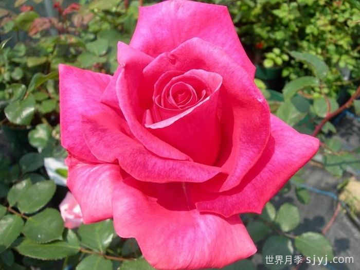 长梦月季/大梦想Dream Big(图2)