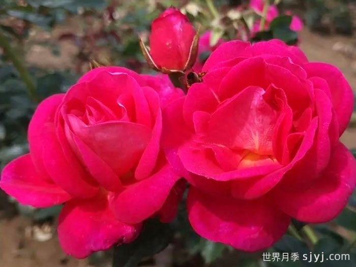 招蜂引蝶月季/吸引蜜蜂Bee Attractive(图1) 招蜂引蝶月季/吸引蜜蜂Bee Attractive(图1)