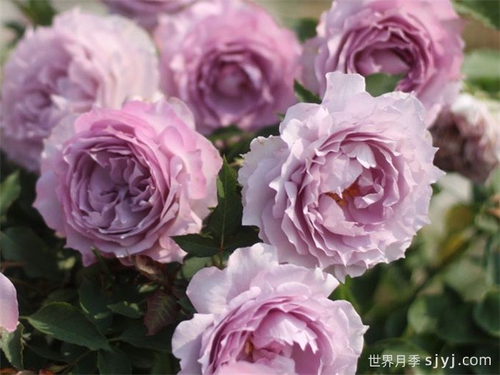 照夜清月季(图2)