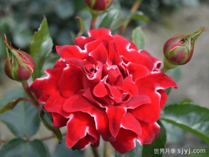 褶边红色夫人月季/红夫人波浪Red Lady Ruffles(图1)