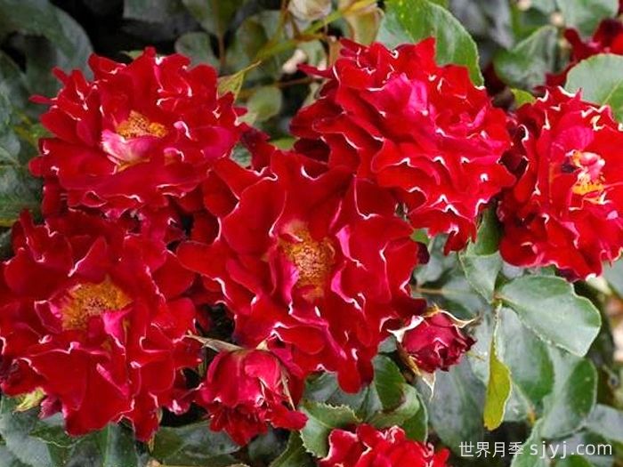 褶边红色夫人月季/红夫人波浪Red Lady Ruffles(图2)