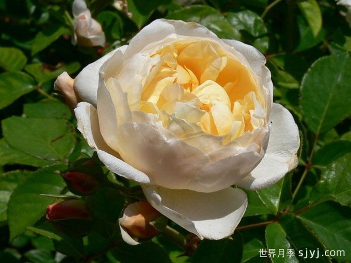 珍妮奥斯汀月季/杰恩奥斯汀Jayne Austin(图2)