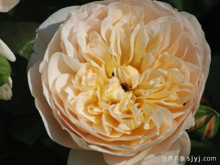 珍妮奥斯汀月季/杰恩奥斯汀Jayne Austin(图3)