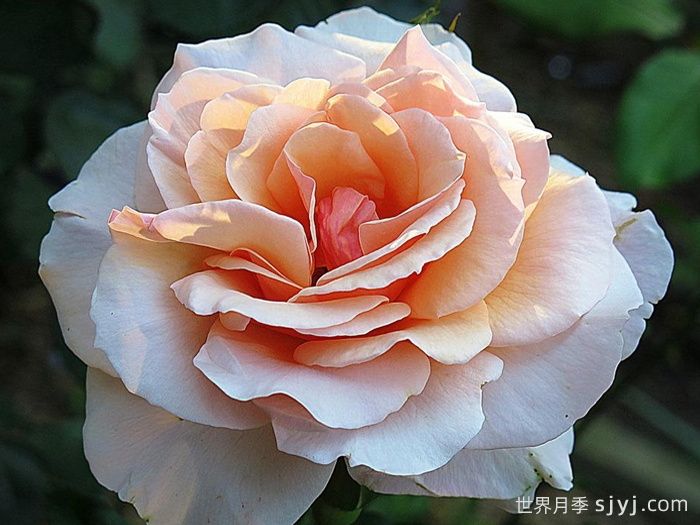 珍珠贝母月季Mother of Pearl(图1)