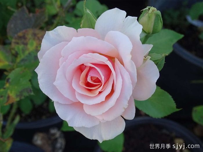 珍珠贝母月季Mother of Pearl(图3)