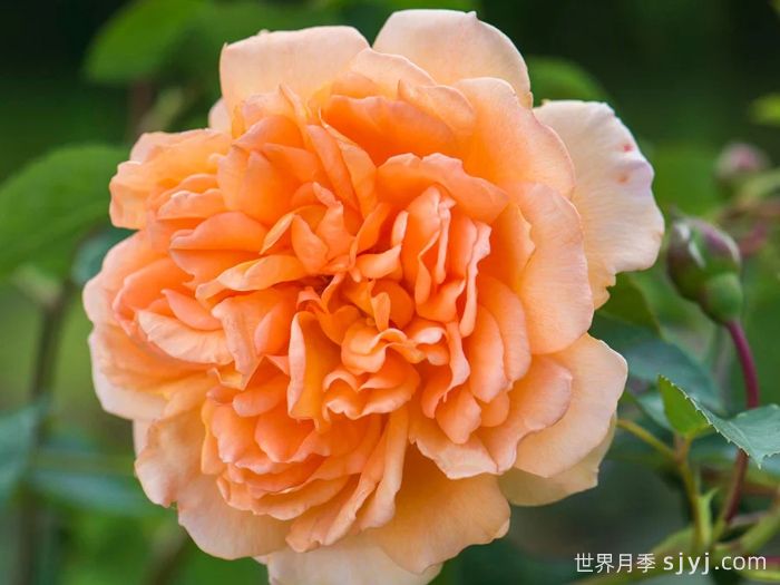 朱迪丹奇夫人月季/朱迪丹奇爵士Dame Judi Dench(图1)