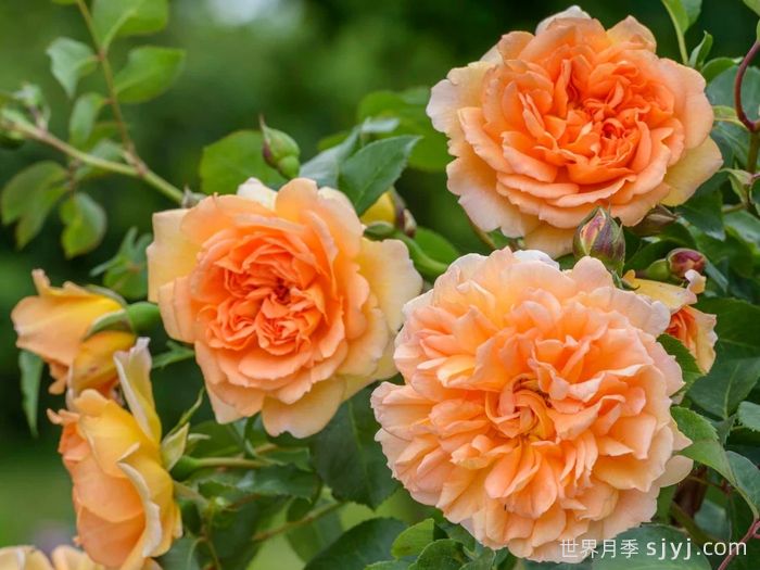 朱迪丹奇夫人月季/朱迪丹奇爵士Dame Judi Dench(图3)