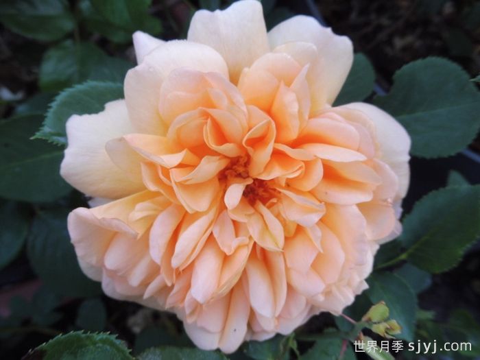 朱迪丹奇夫人月季/朱迪丹奇爵士Dame Judi Dench(图4)