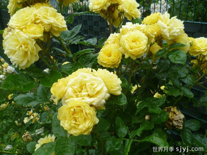 游乐园月季/赌场月季Casino(图2)