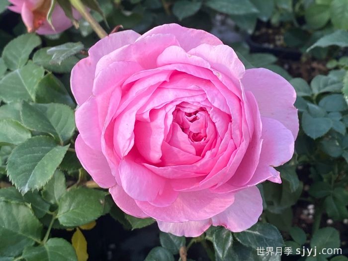 玉环鸣月季(图4)