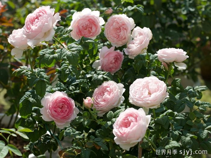 玉环鸣月季(图5)