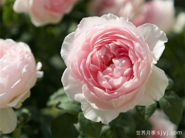 玉环鸣月季(图6)