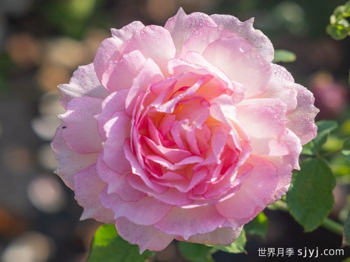 玉碗纱月季(图3)