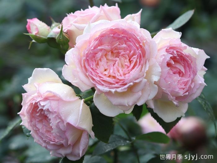 玉碗纱月季(图4)