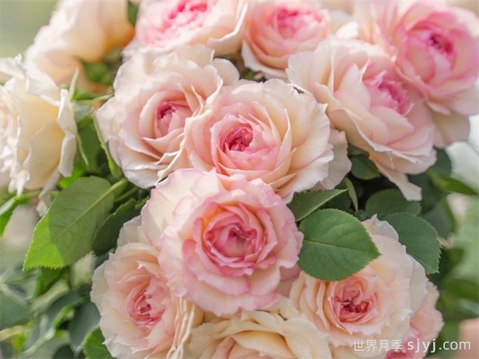 玉碗纱月季(图5)