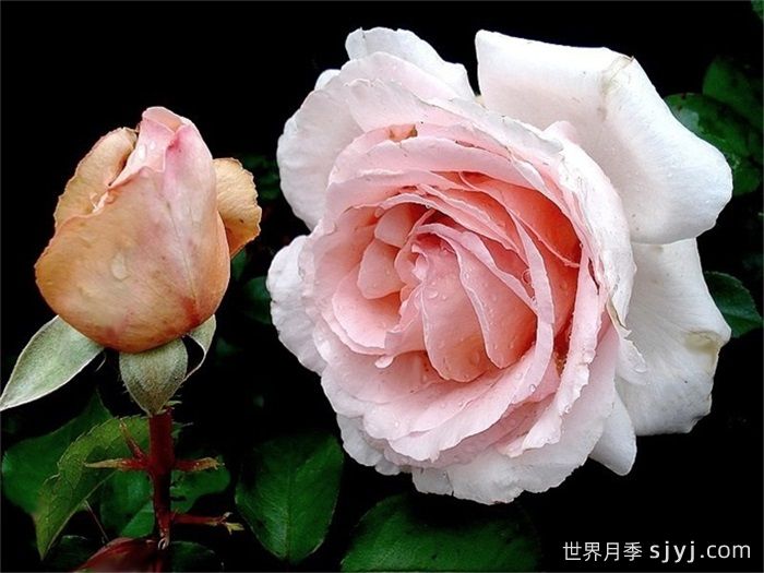 园丁安德雷月季/贝蒂白/安德烈勒诺特尔Andre Le Notre(图3)