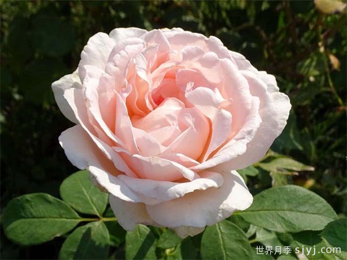 园丁安德雷月季/贝蒂白/安德烈勒诺特尔Andre Le Notre(图2)