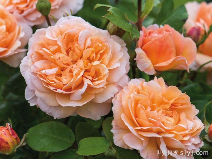 园丁夫人月季The Lady Gardener(图2)