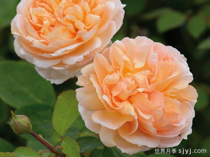 园丁夫人月季The Lady Gardener(图1)