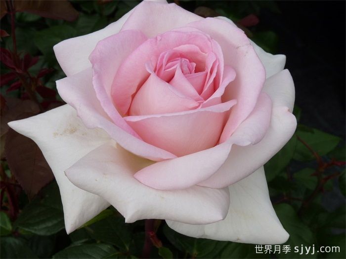 园艺王子月季/弗朗西斯梅昂/法兰西斯Francis Meilland(图1)