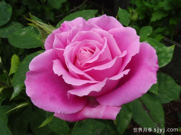 约翰莱恩夫人月季Mrs. John Laing(图1)