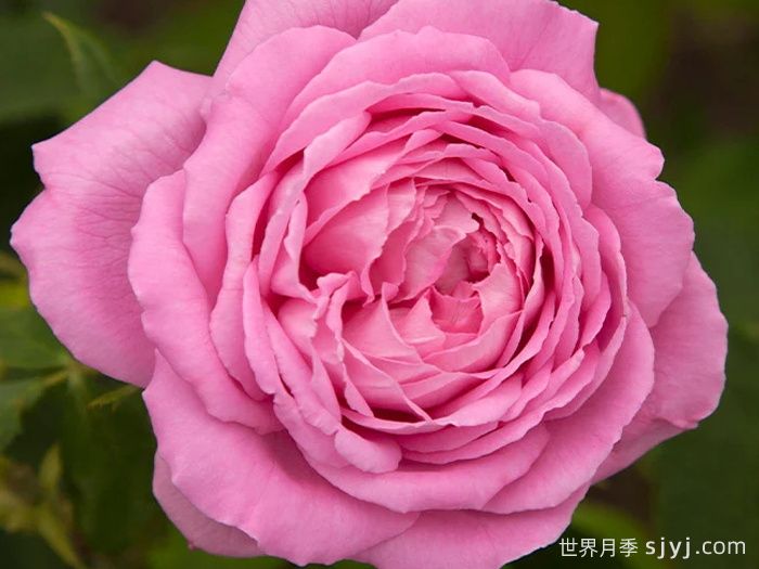 约翰莱恩夫人月季Mrs. John Laing(图2)