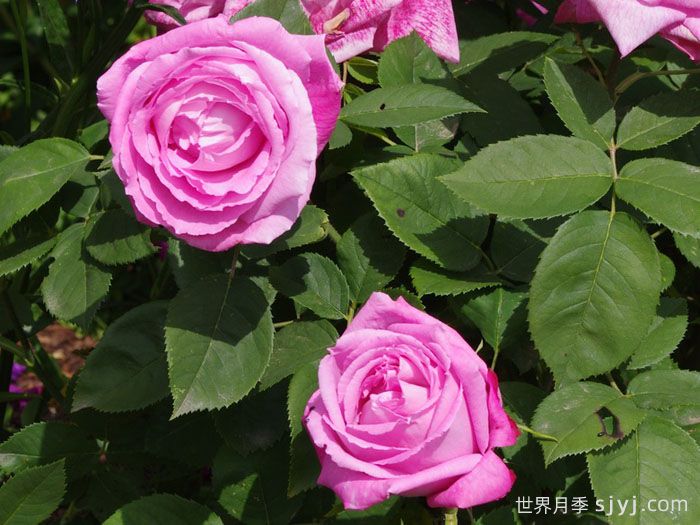 约翰莱恩夫人月季Mrs. John Laing(图3)