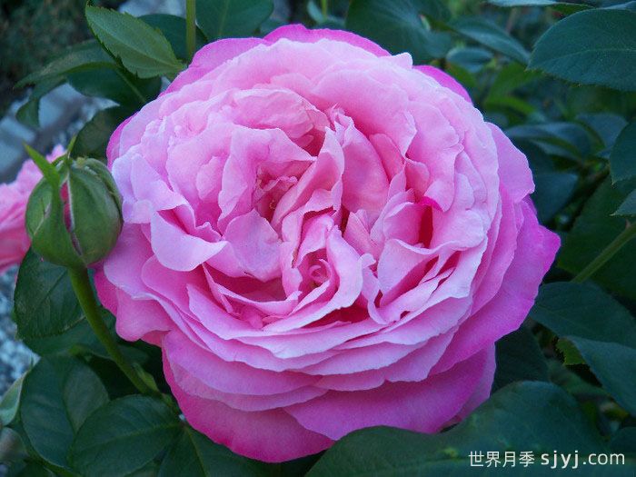 约翰莱恩夫人月季Mrs. John Laing(图4)