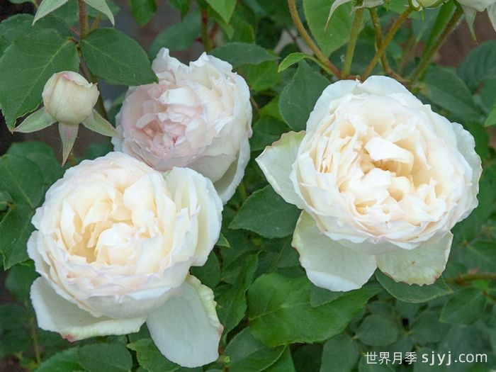 约瑟夫施瓦茨夫人月季Madame Joseph Schwartz(图1)