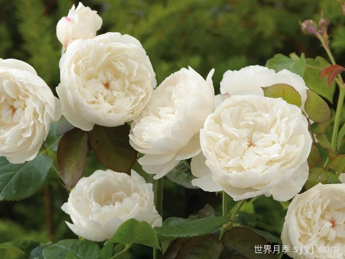 威廉和凯瑟琳月季William and Catherine(图2)