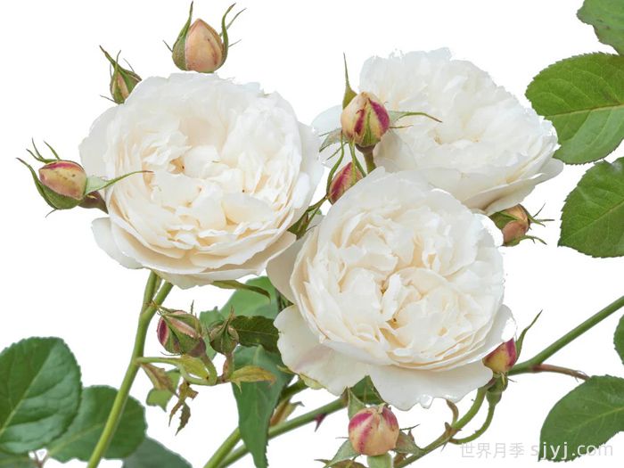 威廉和凯瑟琳月季William and Catherine(图3)